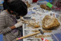 220万年前の化石の発掘体験！