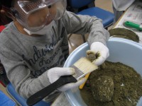 自分の手で化石を発掘!